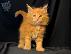 PoulaTo: Maine Coon Kittens